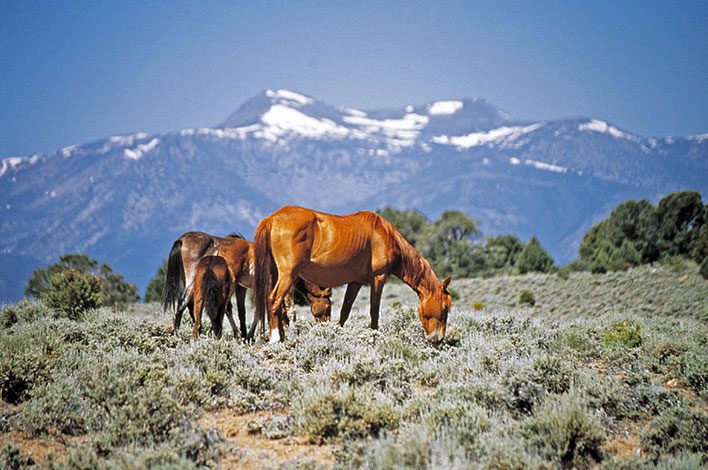 horses stand in field before mountain