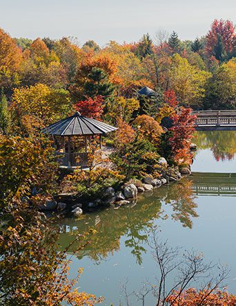 lake surrounded by fall trees