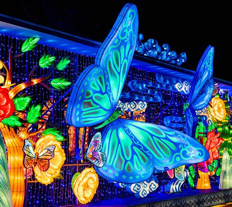 a blue butterfly lantern is lit at the zoo