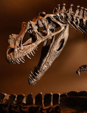 dino fossil