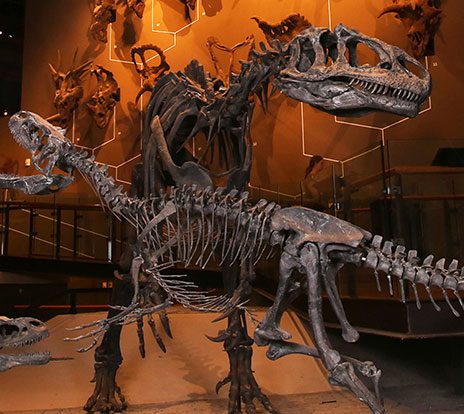dinosaur bones