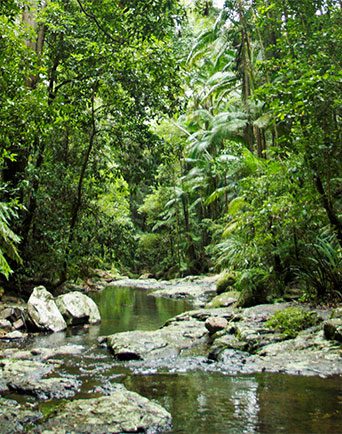 A creek runs through a thick and lush forest.